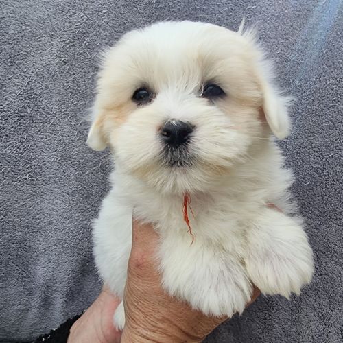 Chiots coton de tuléar lof #2