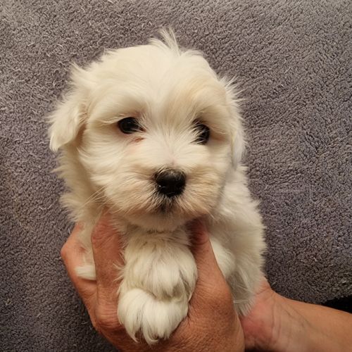 Chiots coton de tuléar lof #4