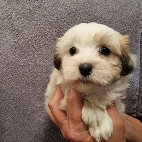 Chiots coton de tuléar lof #5