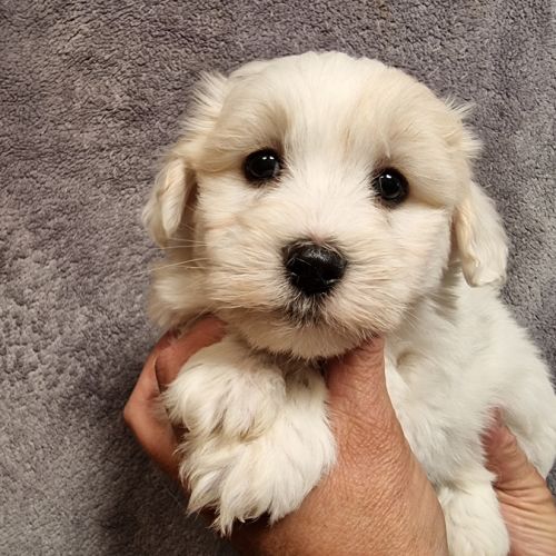 Chiots coton de tuléar lof #6