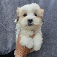 Chiots coton de tuléar lof #1