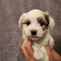 Chiots coton de tuléar lof