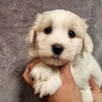 Chiots coton de tuléar lof #6