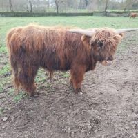 Taureau race highland cattle