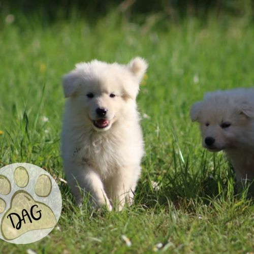 Superbe chiot berger blanc suisse lof #3