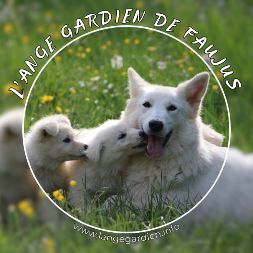 Superbe chiot berger blanc suisse lof #5