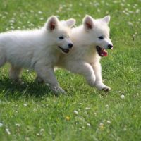 Superbe chiot berger blanc suisse lof #1