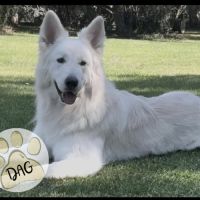 Superbe chiot berger blanc suisse lof #4