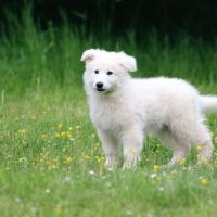 Superbe chiot berger blanc suisse lof #6