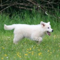 Superbe chiot berger blanc suisse lof #7