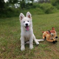 Superbe chiot berger blanc suisse lof #8