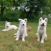Superbe chiot berger blanc suisse lof