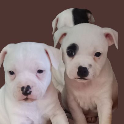 Chiots staffordshire bull terrier #1
