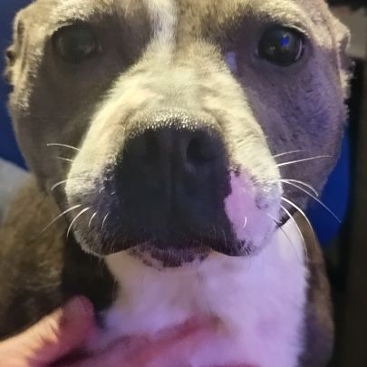 Chiots staffordshire bull terrier #2