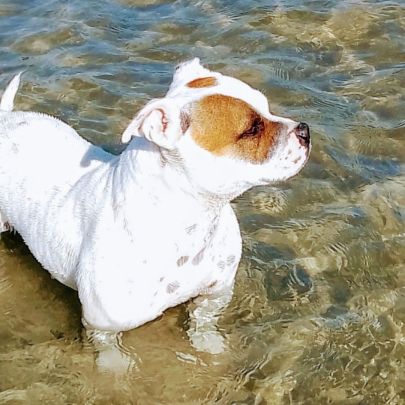 Chiots staffordshire bull terrier #3