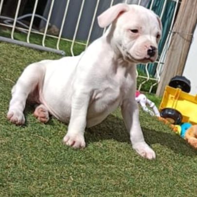 Chiots staffordshire bull terrier #4