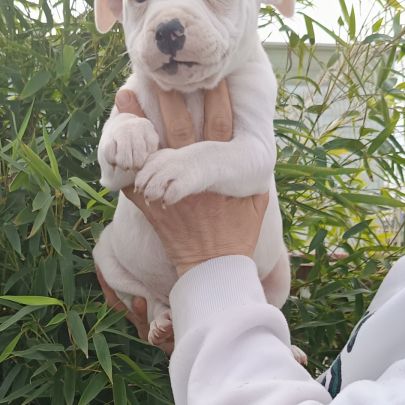 Chiots staffordshire bull terrier #6