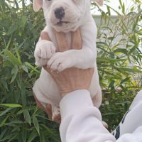 Chiots staffordshire bull terrier #6