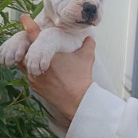 Chiots staffordshire bull terrier #7