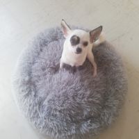 Chihuahua pour saillie