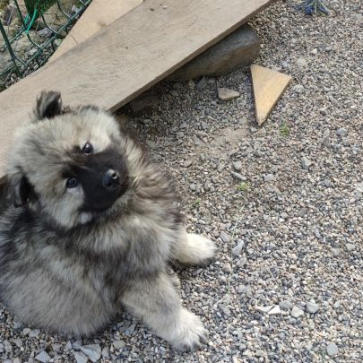 Femelle eurasier noire et mâle sable charbonné #1