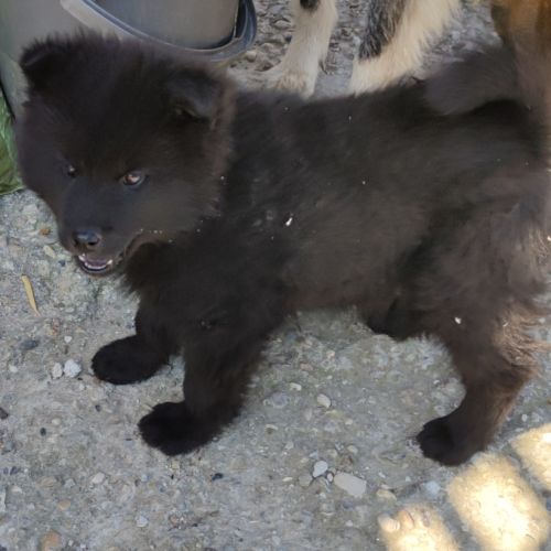 Femelle eurasier noire et mâle sable charbonné #5