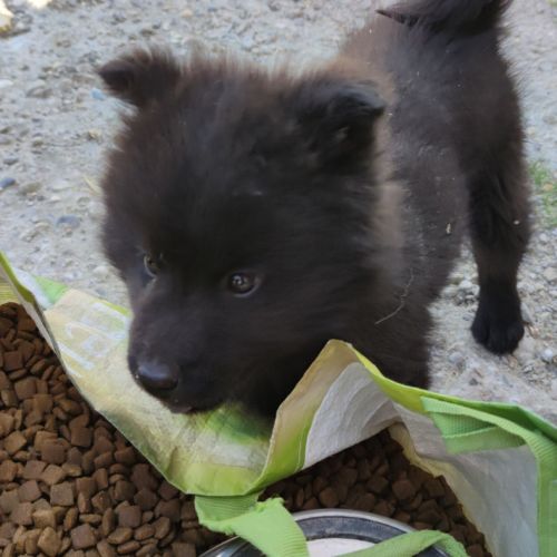 Femelle eurasier noire et mâle sable charbonné #6