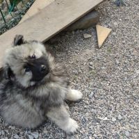 Femelle eurasier noire et mâle sable charbonné #1