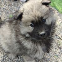 Femelle eurasier noire et mâle sable charbonné #2