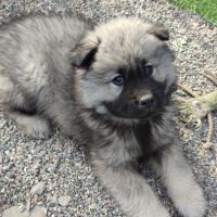 Femelle eurasier noire et mâle sable charbonné #3