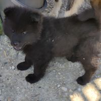 Femelle eurasier noire et mâle sable charbonné #5