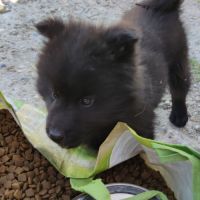 Femelle eurasier noire et mâle sable charbonné #6