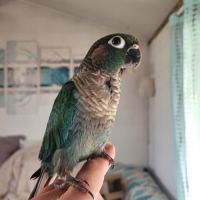 Cherche conure turquoise - dilute