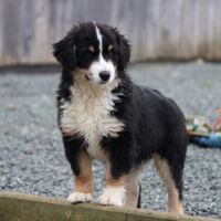 Mini berger australien - mini berger americain lof #2