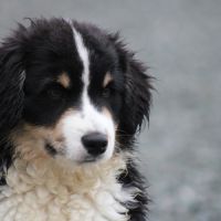 Mini berger australien - mini berger americain lof #3