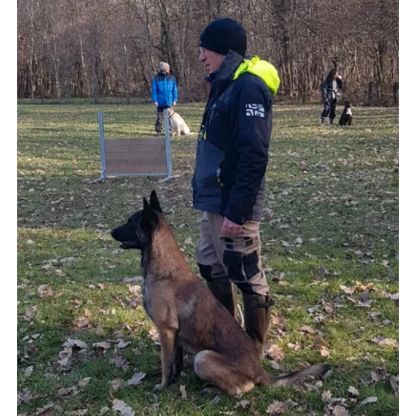 Chiots malinois à vendre #1