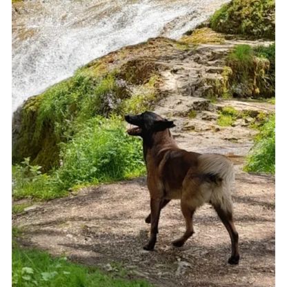 Chiots malinois à vendre #2