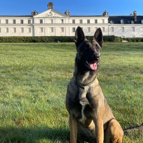 Chiots malinois à vendre #5