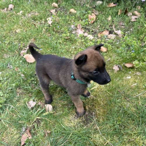 Chiots malinois à vendre #6
