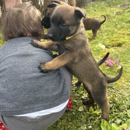 Chiots malinois à vendre #8