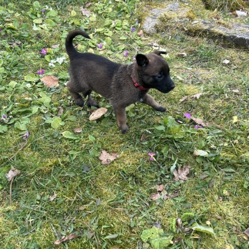 Chiots malinois à vendre #11