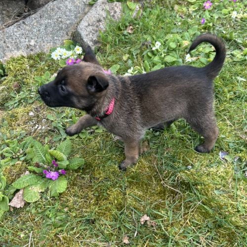 Chiots malinois à vendre #12