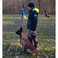 Chiots malinois à vendre #1