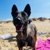 Chiots malinois à vendre #3