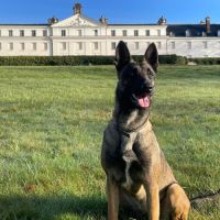 Chiots malinois à vendre #5