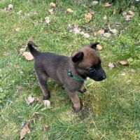 Chiots malinois à vendre #6
