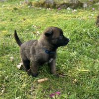 Chiots malinois à vendre #7