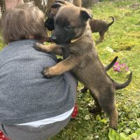 Chiots malinois à vendre #8