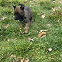 Chiots malinois à vendre #9