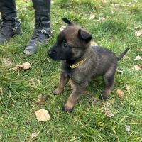 Chiots malinois à vendre #10